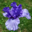 Iris germanica Aegean Wind
